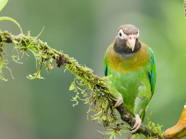 <h3><a href="/trips/costa-rica/biota/animalia/chordata/aves/027 psittaciformes/003 psittacidae/pyrilia haematotis/pyrilia haematotis-nl.html">Pyrilia&nbsp;haematotis</a> / Brown‑hooded&nbsp;parrot / Roodoorpapegaai</h3>OM-1 Mark II met OLYMPUS M.150-400mm F4.5 TC, 1/500 sec  bij F5.6, ISO 5000, afstand 7.77&nbsp;m